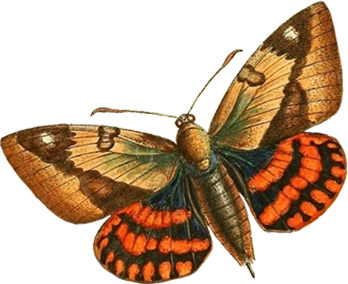 Borbolata