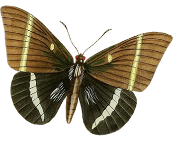 Borbolata